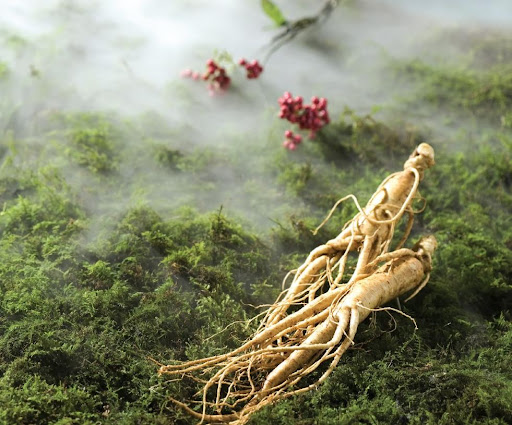 TÁC DỤNG CỦA NHÂN SÂM HÀN QUỐC 