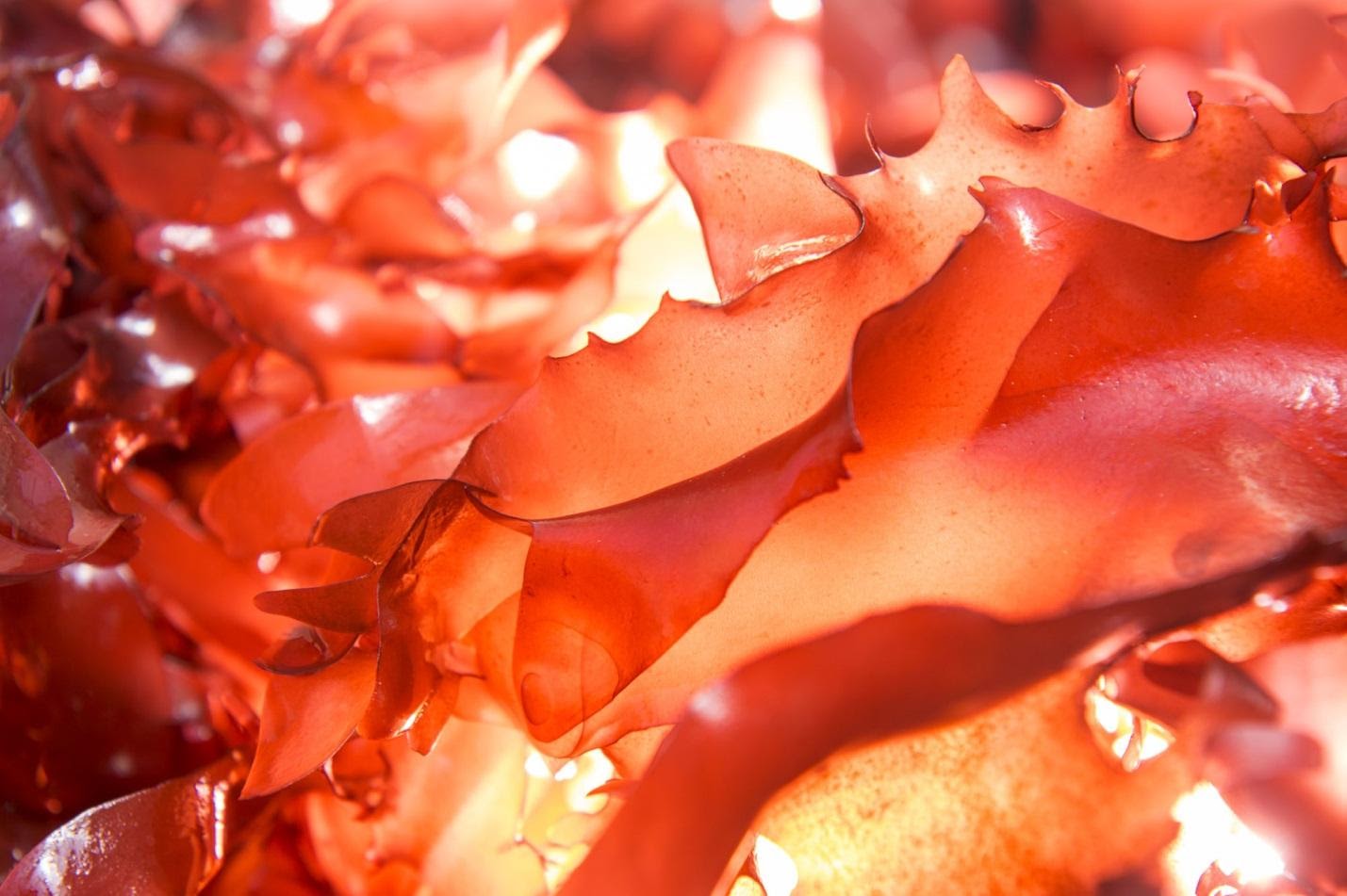 Ngũ Cốc Canxi giúp trẻ tăng trưởng chiều cao tự nhiên